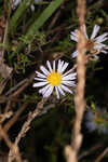 White panicle aster